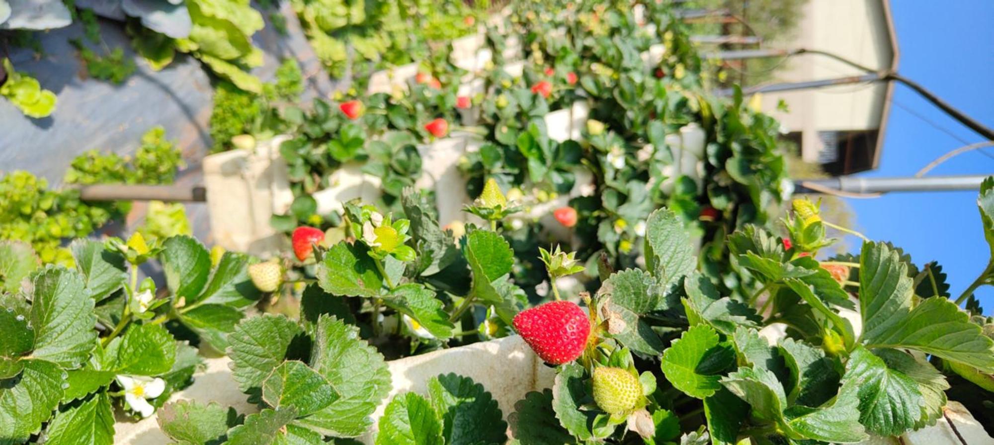 Woodland Farm Vila Mahabaleshwar Exterior photo